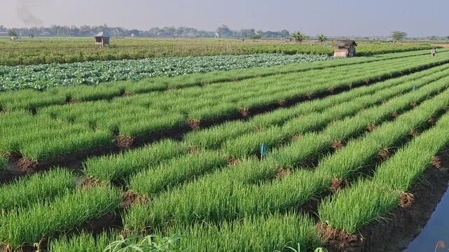 shallot farming area, shallot farming land with water irrigation channels