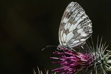 Marbled White - Melanargia galathea, Greece