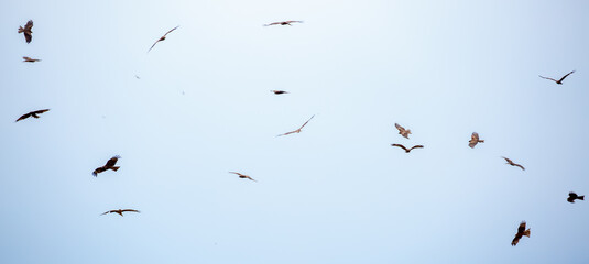 A flock of eagles flies to fnb. Golden eagles in free flight. Wild birds of prey gathered in a...