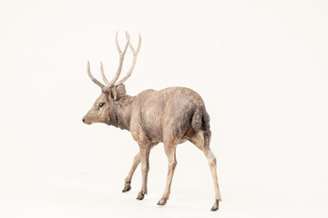 deer animal on isolated background