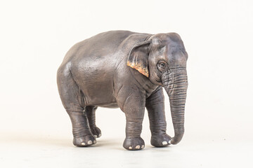 Fototapeta premium asian elephant on isolated background