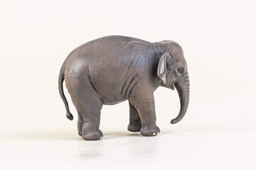 Obraz premium asian elephant on isolated background