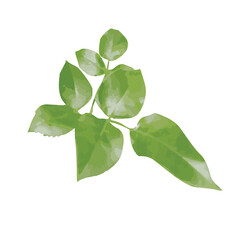 Watercolor rose leaf transparence background