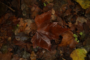 Autumn Leaves on Forest Ground