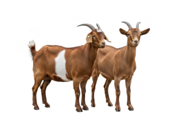 Two brown goats standing together stock photo, farm animals, livestock photography, goat breeds, horns, mammals, wildlife isolated on transparent background