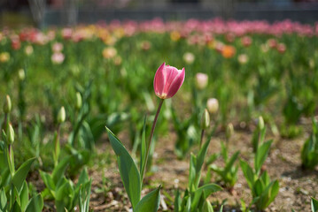 Pink Tulip in a Colorful Field