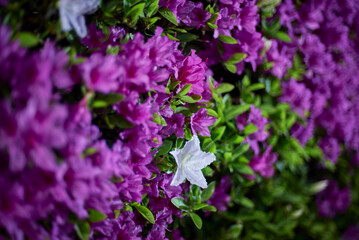 Obraz premium Vibrant Azalea Purple Flowers with a Single White Bloom