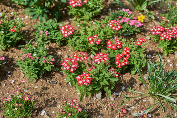 Vibrant Red and Pink Flowers in Garden Bed