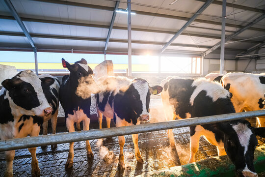 Cows of black and white color in winter on a livestock farm, are busy eating hay