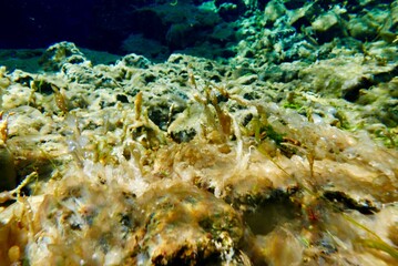 Underwater View of Silfra Fissure, Thingvellir National Park, Iceland