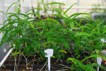 Seedlings of trees, shrubs and flowers grown in a greenhouse nursery