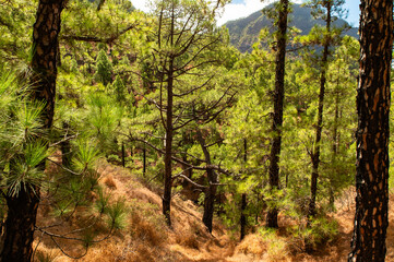 Canary Islands Pine Forest Sunlight Undergrowth