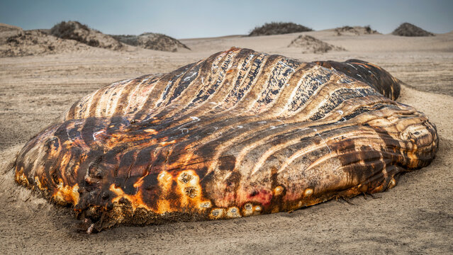 Baleine &eacute;chou&eacute;e sur une plage