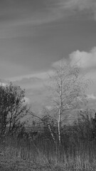 misty morning in the forest