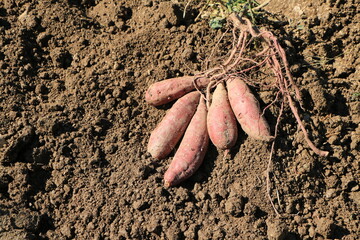掘り起こされたばかりのサツマイモ