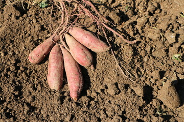 掘り起こされたばかりのサツマイモ