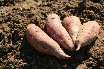 掘り起こされたばかりのサツマイモ