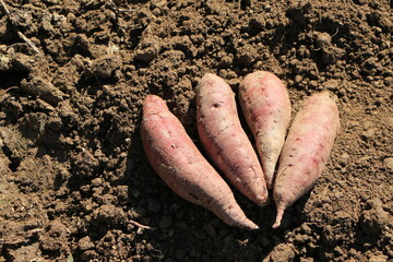 掘り起こされたばかりのサツマイモ