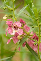Macro Shot of Vibrant Pink Blooms with Green Foliage