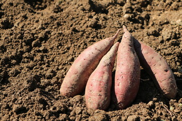 掘り起こされたばかりのサツマイモ