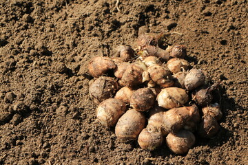 収穫したばかりの里芋