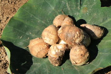 緑の葉にのった収穫された里芋