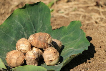緑の葉にのった収穫された里芋