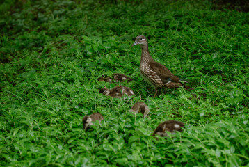 Mother Duck with Ducklings on the Grass