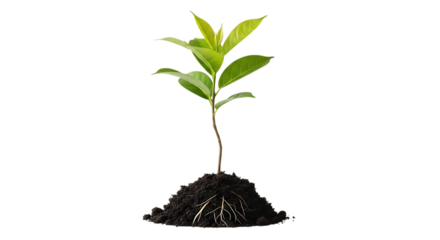 Young green plant growing from soil with visible roots on black background