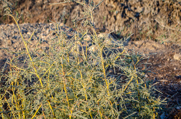 Sun-drenched desert shrub reveals intricate branching patterns and delicate foliage against a warm, arid backdrop, evoking resilience and natural beauty.