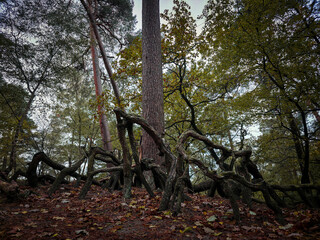 Entwined tree roots stretch across the forest floor under a dark sky, autumn forest in Barneführerholz, 26209 Hatten, Germany