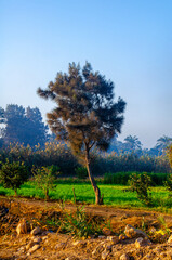 Serene rural landscape unfolds with a lone tree framing lush green fields under a clear blue...
