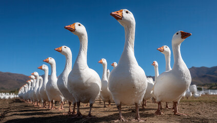 Flock of geese marching across a sunny field on a clear day in rural countryside