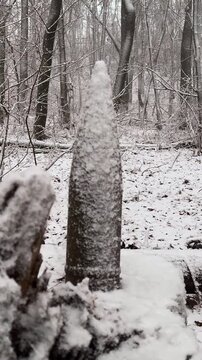 winter snowy forest near Kharkov, Ukraine, a three-inch artillery shell produced in the Third Reich stands on a stump. the inscription on the fuse has been preserved