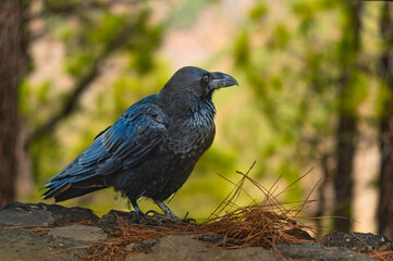 Black Raven Forest Stone Wall