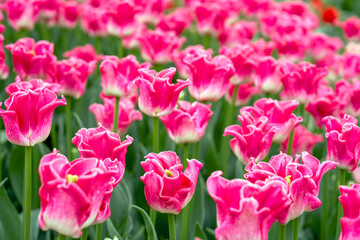 Fototapeta premium Tulips the Crown of Dynasty in blossom, the Netherlands 
