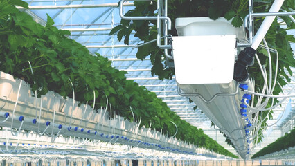 Rows of hydroponic strawberry plants growing in modern automated greenhouse. Sustainable agricultural technology for efficient food production