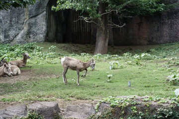 日本の神奈川県横浜市の動物園の動物　 オオツノヒツジ