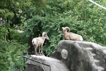 日本の神奈川県横浜市の動物園の動物　 オオツノヒツジ