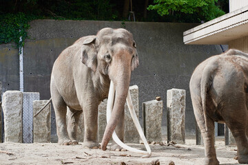 日本の横浜市の動物園
