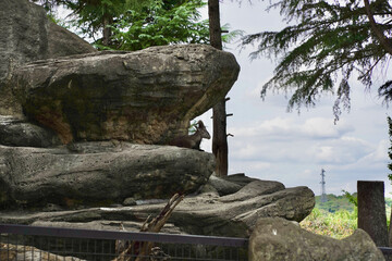 日本の横浜市の動物園　バーラル