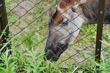 日本の神奈川県横浜市の動物園の動物　オカピ