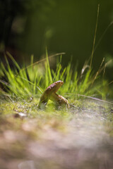 Wild mushroom growing in sunlit grass on the edge of a Swedish moor forest