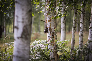 Obraz premium Close-up of birch trees with peeling bark and ferns in a Swedish moorland forest