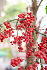 Red palm tree fruit of dwarf royal palm or christmas palm, Adonidia merrillii, bright ripe berry
