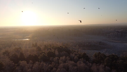 Aerial view of sunrise over a frosty Swedish moorland with birds flying above the mist