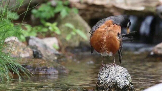 A bird bathes in a stream
