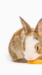 Adorable bunny eating a carrot on a white background