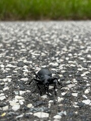 black beetle on the ground