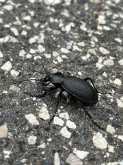 black beetle on the ground